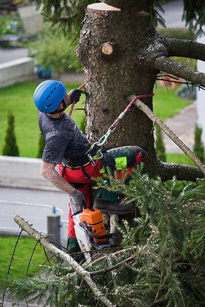 Leaf Removal in Washington, IL