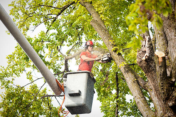 Professional  Tree Services in Washington, IL